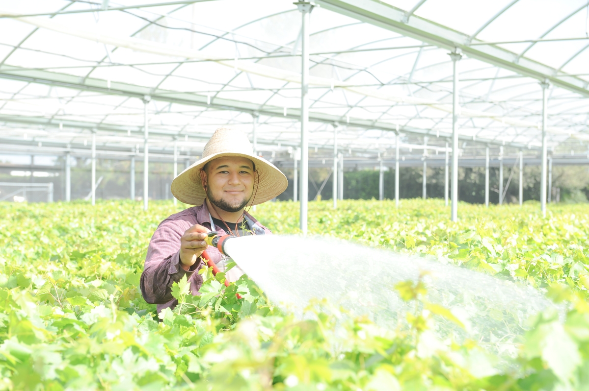 Insulator Greenhouse with Agra Tech Energy Curtain| Sunridge Nurseries