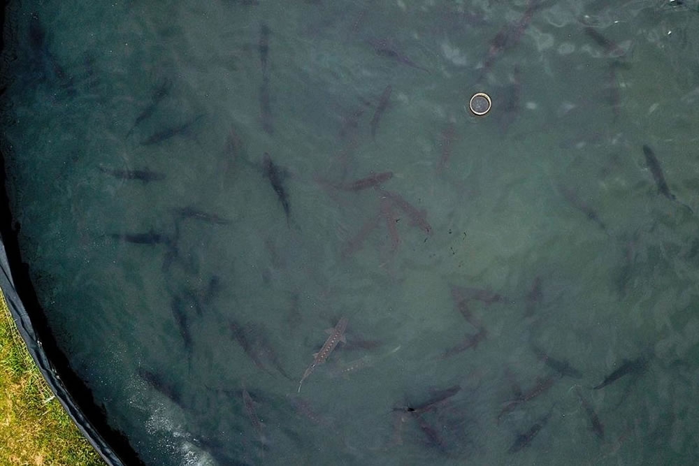 Hundreds of white sturgeon, the largest fish in North America, swim around in 50-foot diameter tanks.
