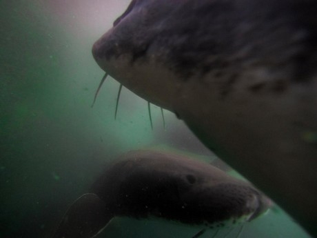 Underwater view of white sturgeon swimming in large tanks.