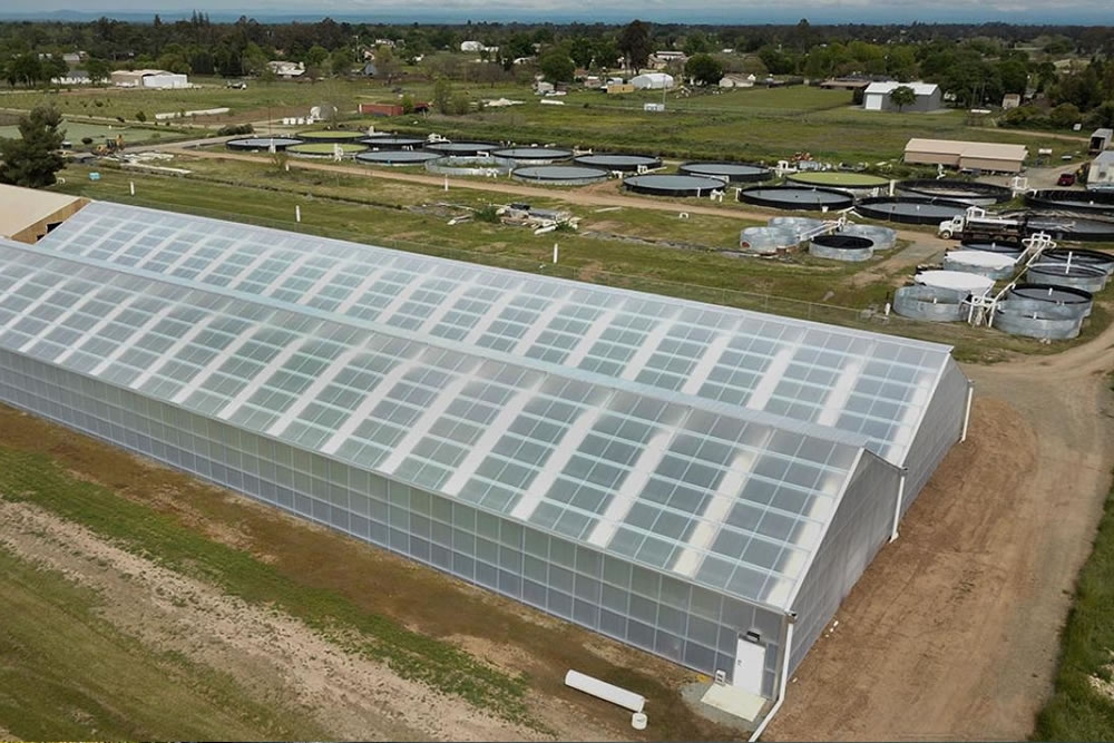 Inside these 24,000 square-foot greenhouses thousands of heads of butter lettuce are grown, fertilized by recycled fish waste on Tsar Nicoulai's aquaponics farm.