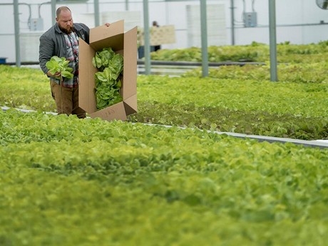 Aquaponics systems are creating new opportunities for farmers, and when used properly, can increase local food production.