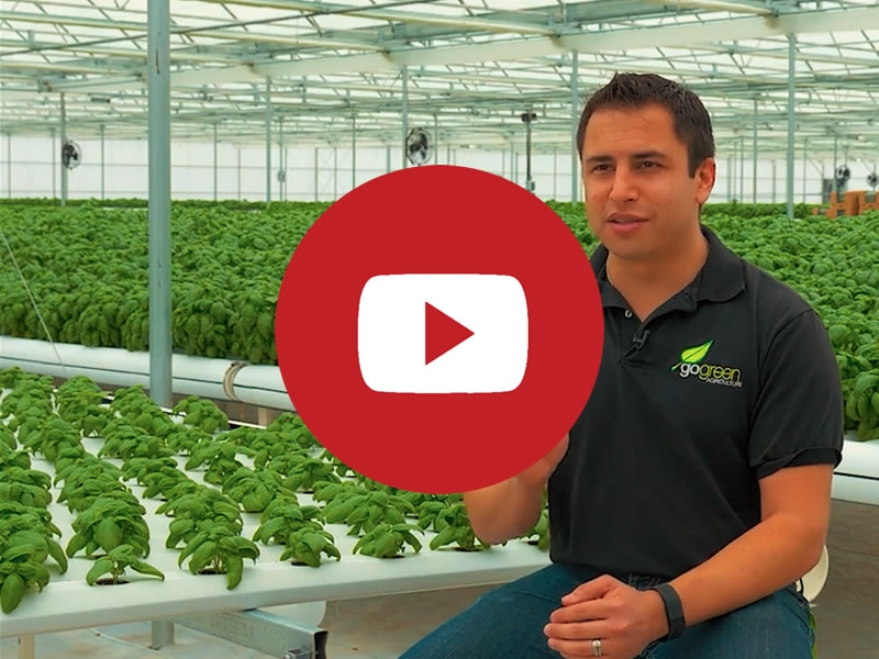 GoGreen | Commercial Greenhouse Manufacturer