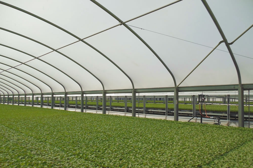 Transplants in Agra Tech Thermolator 35 greenhouse with drop wall and benches