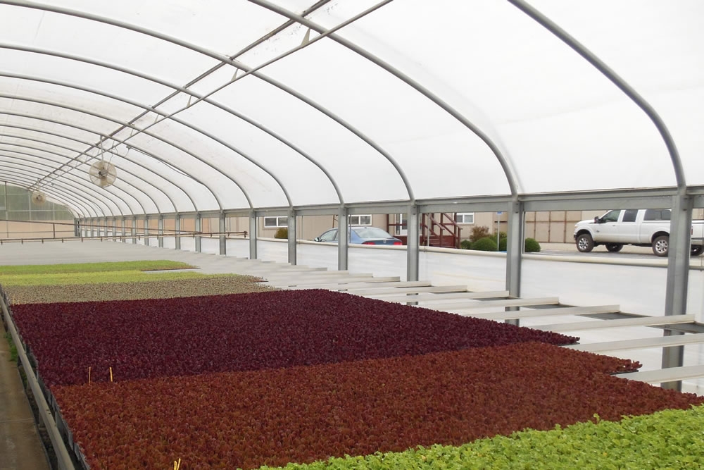 Transplants in Agra Tech Thermolator 35 greenhouse with drop wall and benches