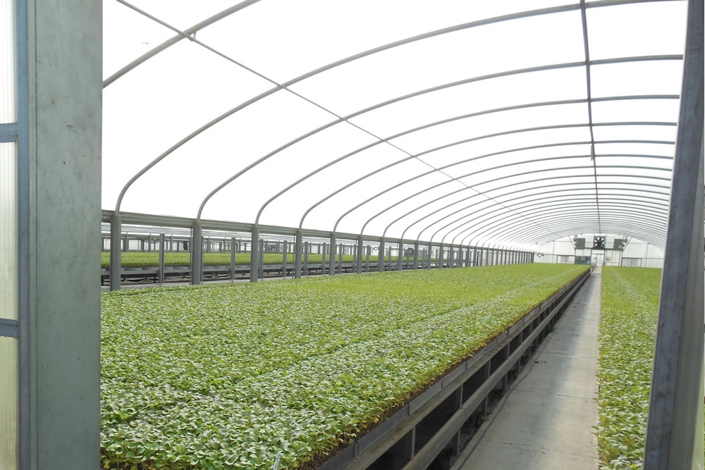 Thermolator 35 greenhouse, Long benches | Commercial Greenhouse Manufacturar