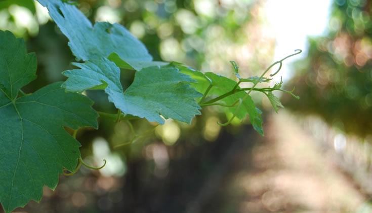 Sunridge Nurseries | Grape growers
