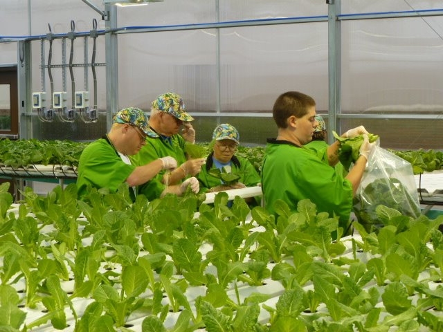 Hydroponic Lettuce | Commercial Greenhouse Manufacturer