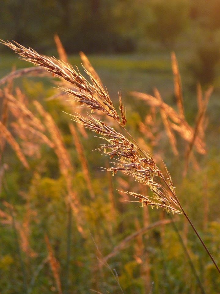 Prairie Nursery | Agra Tech