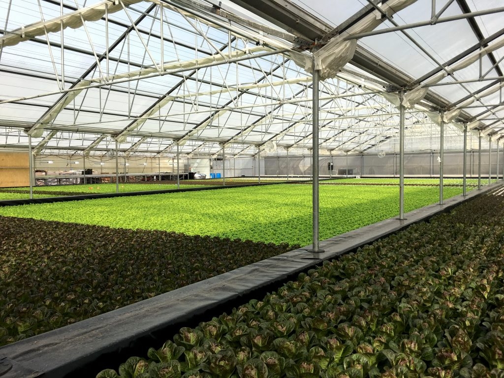 Deep Water Culture in Solar Light Greenhouse at OKU Nursery | Suncrest USA