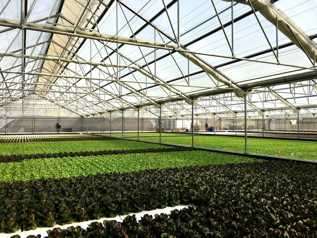 Deep Water Culture: Lettuce being grown in AgraTech Solar Light greenhouse | Suncrest USA