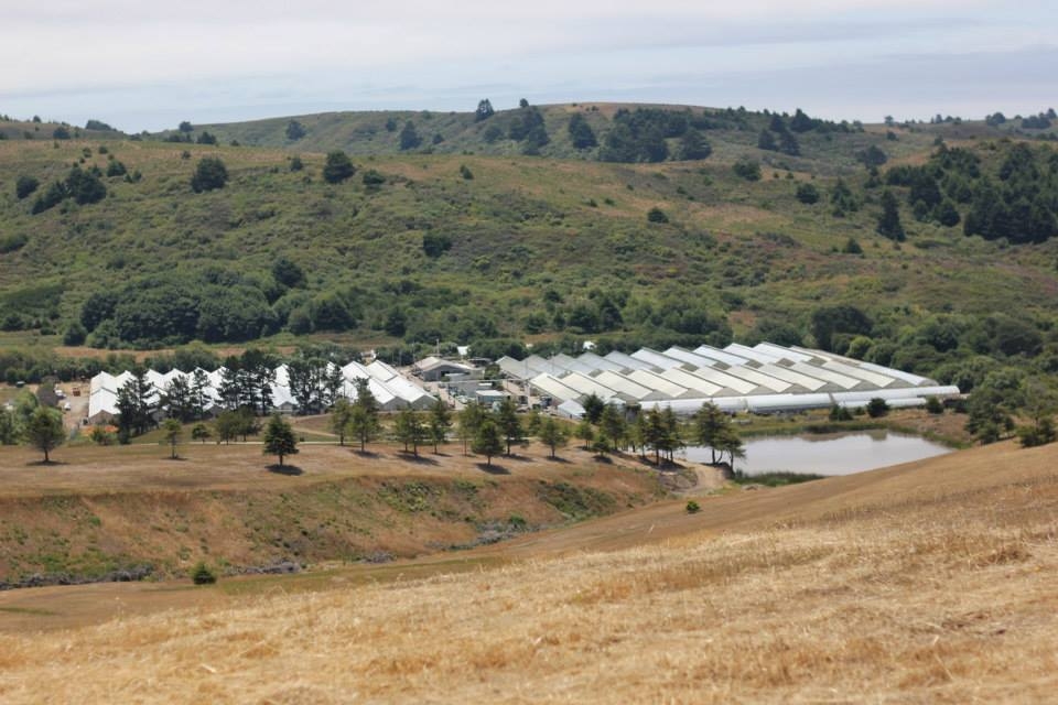 OKU Nursery, Pescadero, CA | Suncrest USA